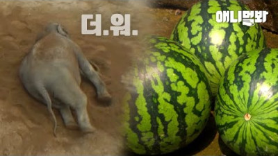 더위에 지친 코끼리에게 수박을 줘봤더니.. 대박😱ㅣUnbelievable! How Tigers & Elephants Beat The Heat