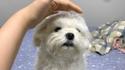 쓰다듬는척 하다가 멈췄을 때 말티즈 반응은?