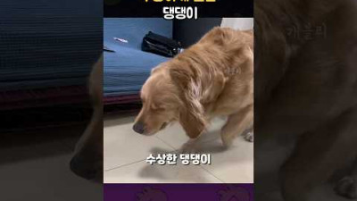 수상하게 걷는 댕댕이...? (동물들)
