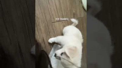 [맹수] 아파하니까 사과하는 강아지ㅋ🐶