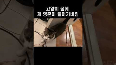 이거 고양이 맞아?..