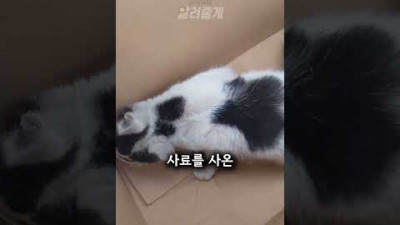 마트에 숨어 지내던 아기 고양이