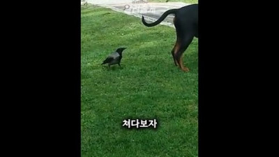 강아지 꼬리를 발견한 까마귀#shorts