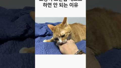고양이 스킨십 테스트