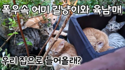 폭우 속에서 어미 길냥이와 육남매를 구했지만 (Saving a mother cat and her six siblings from the heavy rain)