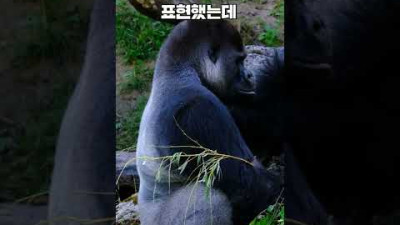 사람보다 더 똑똑한 고릴라를 아시나요?