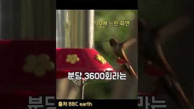 50원짜리 동전보다 작은 새 ㅎㄷㄷ
