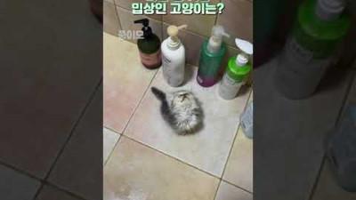 외부) 다음 중 가장 밉상인 고양이는? #Shorts