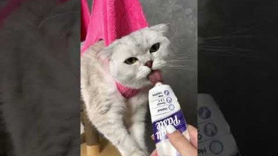 고양이 발톱 손질하는 방법💅