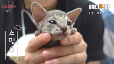 나는 태어난 지 30일 된 스핑크스 고양이 새끼다 [애니멀봐 나새끼 3호]ㅣI’m A 30 Days Old Baby Sphynx Cat