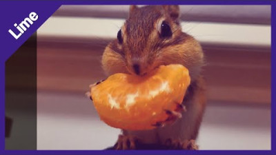 입짧은 다람쥐의 간헐적 귤 먹방 / Chipmunk's distracting tangerine mukbang