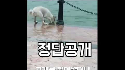 물가에서 흰 댕댕이에게 발견된 것은? #shorts