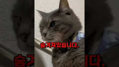 제대로된 참교육을 시전하는 고양이 ㅋㅋㅋ
