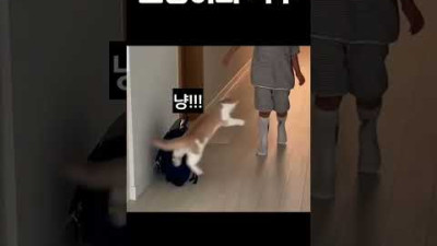 집사가 놀래키자 고양이의 복수가 시작되었다ㅋㅋㅋㅋ