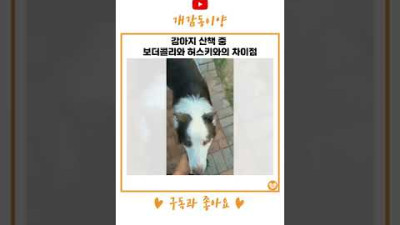 강아지 산책 중 보더콜리와 허스키와의 차이점 #shorts