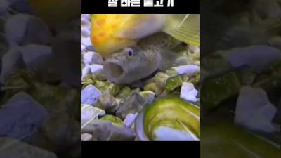 동료를 맛보는 물고기, 어항의 청소 물고기(사나운) '차이니즈 알지이터'