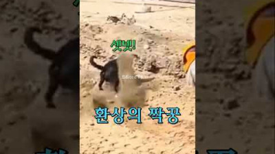 강아지와 주인의 완벽한 호흡!