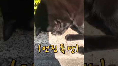 구멍 속에 떨어진 열쇠 꺼내 준 고양이.. '간식과 장난감 무한제공'