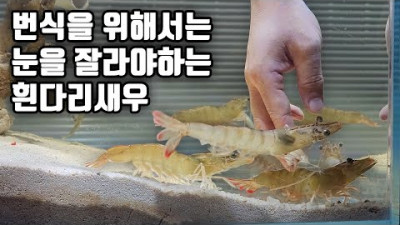 흰다리새우에게 안타까운 일이 생겼네요ㅠ