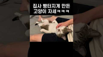 고양이가 뭐 이러고자ㅋㅋㅋㅋ