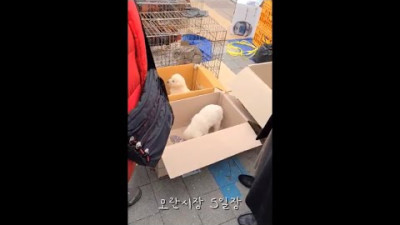 속아서 강아지를 데려왔습니다
