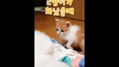 고양이 화났을 때 신호 7가지 #shorts