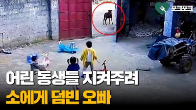 어린 동생들 지켜주려고 소에게 덤빈 오빠