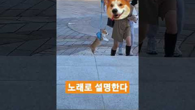 잠깐 날아버린 귀여운 강아지