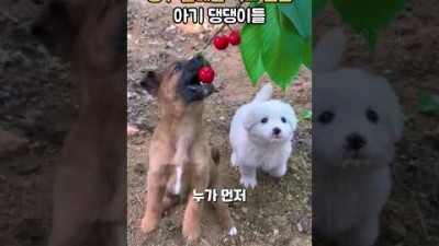 앵두 열매를 먹고 싶은 아기 댕댕이들