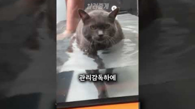 살이 쪄서 파양을 당한 고양이 제2 묘생 이야기