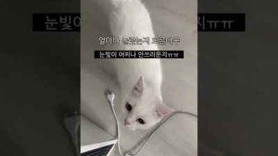 귀가 들리지 않는 산타는 집사가 침대에서 노래를 듣고 있어도 몰라서 울며 찾아다녀요ㅠㅠ