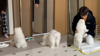 3분 vs 3시간 vs 3일만에 돌아왔을 때 강아지 반응