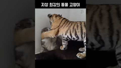 지상 최강의 동물 고양이 #동물짤