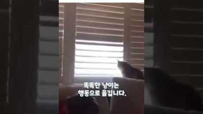 아빠 집사와 싸우는 똑똑한 고양이