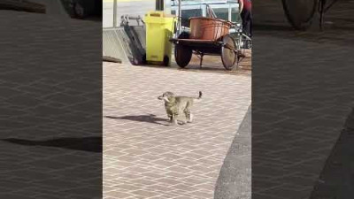 의기냥냥 고영희씨(a triumphant cat)