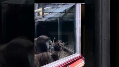 원숭이의 집중 FOCUS FOR THE MONKEY