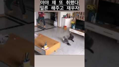 집사 놀아주는 고양이