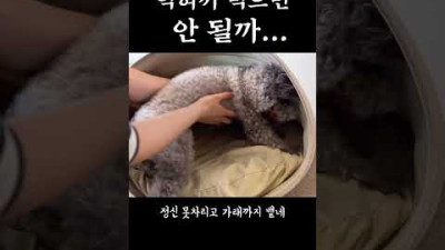 진짜 골때리는 강아지...