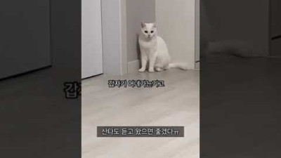 고양이 언어로 말할 때 고양이 반응