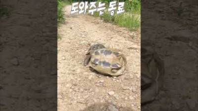 거북이 한 마리가 뒤집어지자.. 옆에 있던 녀석의 놀라운 행동