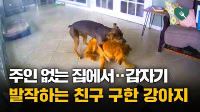 주인 없는 집...발작하는 친구 감싸는 강아지