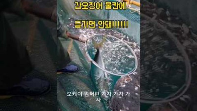 갑오징어 물칸은 ...앙대!!!!