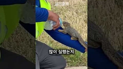 다람쥐가 남성에게 다가온 이유#shorts