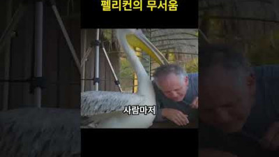 아기를 삼키려하는 펠리컨의 무서움