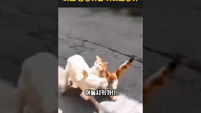 외부) 새끼 고양이 괴롭히는 댕댕이 응징하는 어미 고양이