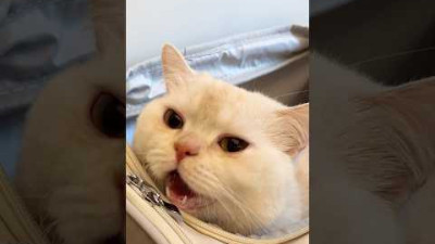 병원와서 짜증난 대답냥이💛