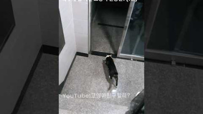 폭우에 집 나간 고양이 반응?(1탄)/How did the cat react to the heavy rain?(Part 1)
