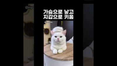 월급날은 고양이 선물 사는날