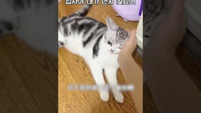 집사가 잃어버린 반지 같이 찾아준 고양이