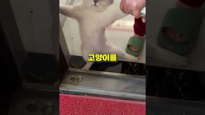 쫓겨나긴 싫지만 미안해하지 않는 고양이